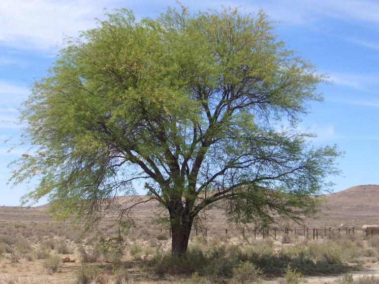 Prosopis Boom & veld blomm