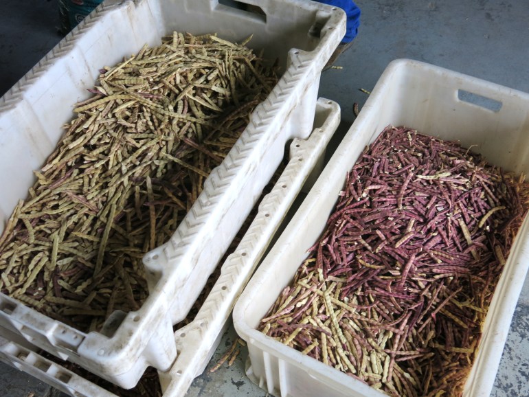 Mesquite seedpods [Nick Dall/Al Jazeera]