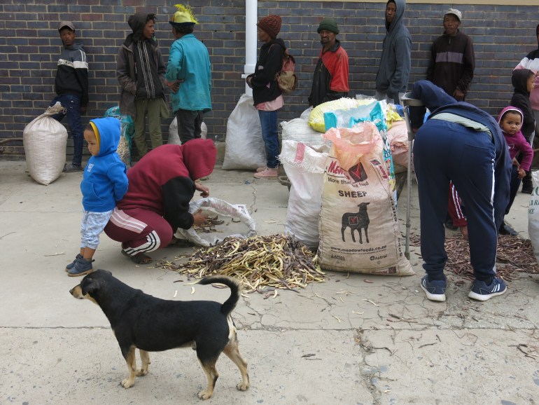 Sorting seedpods on the pavement [Nick Dall/Al Jazeera]