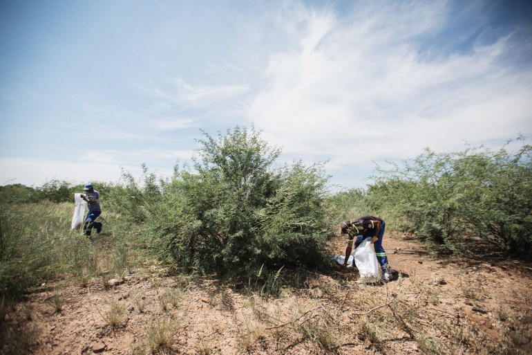 Mesquite shrubs [Courtesy of Brandt Coetzee]